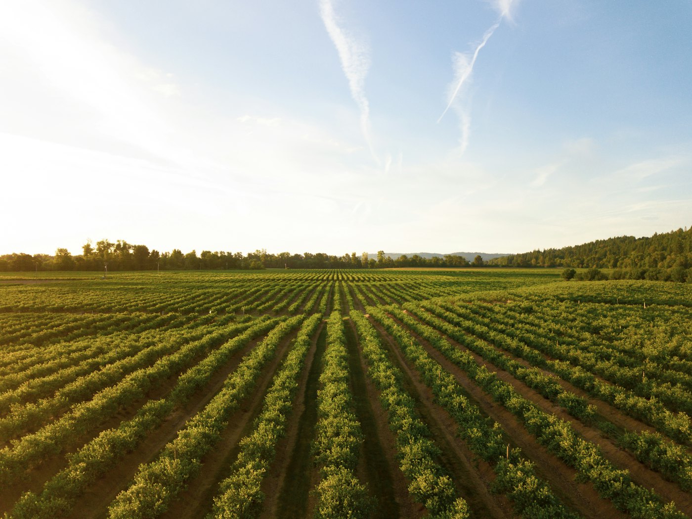 Rows of crops running to the horizon at sunset
