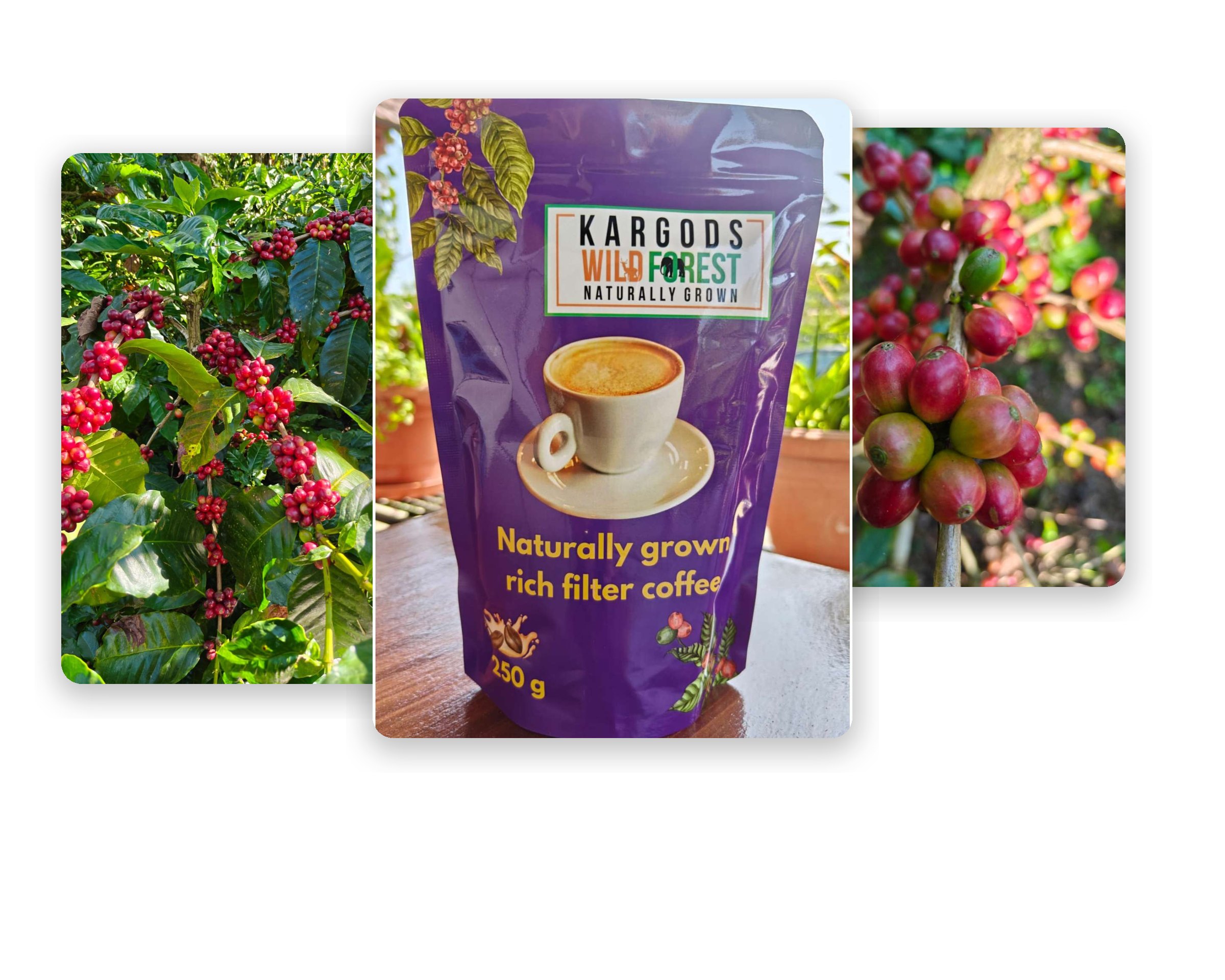 Kargods Wild Forest coffee on the plant, the rich filter coffee pouch and ripe coffee cherries